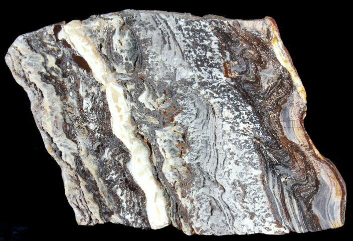 Rare North Pole Dome Stromatolite Slice - Billion Years #39202